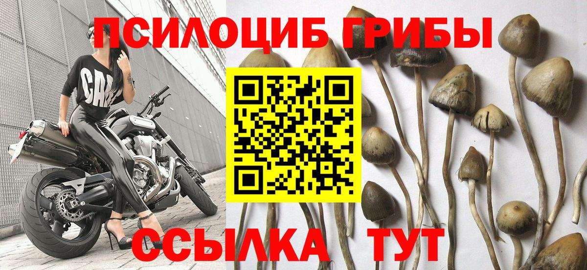 Советская Гавань  Галлюциногенные грибы GOLDEN TEACHER  как найти   Вход с VPN 